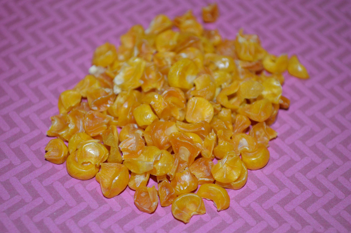Corn - Hermit Crab Food