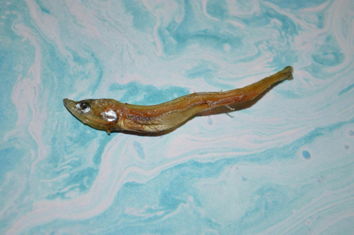 Smelt - Hermit Crab Food