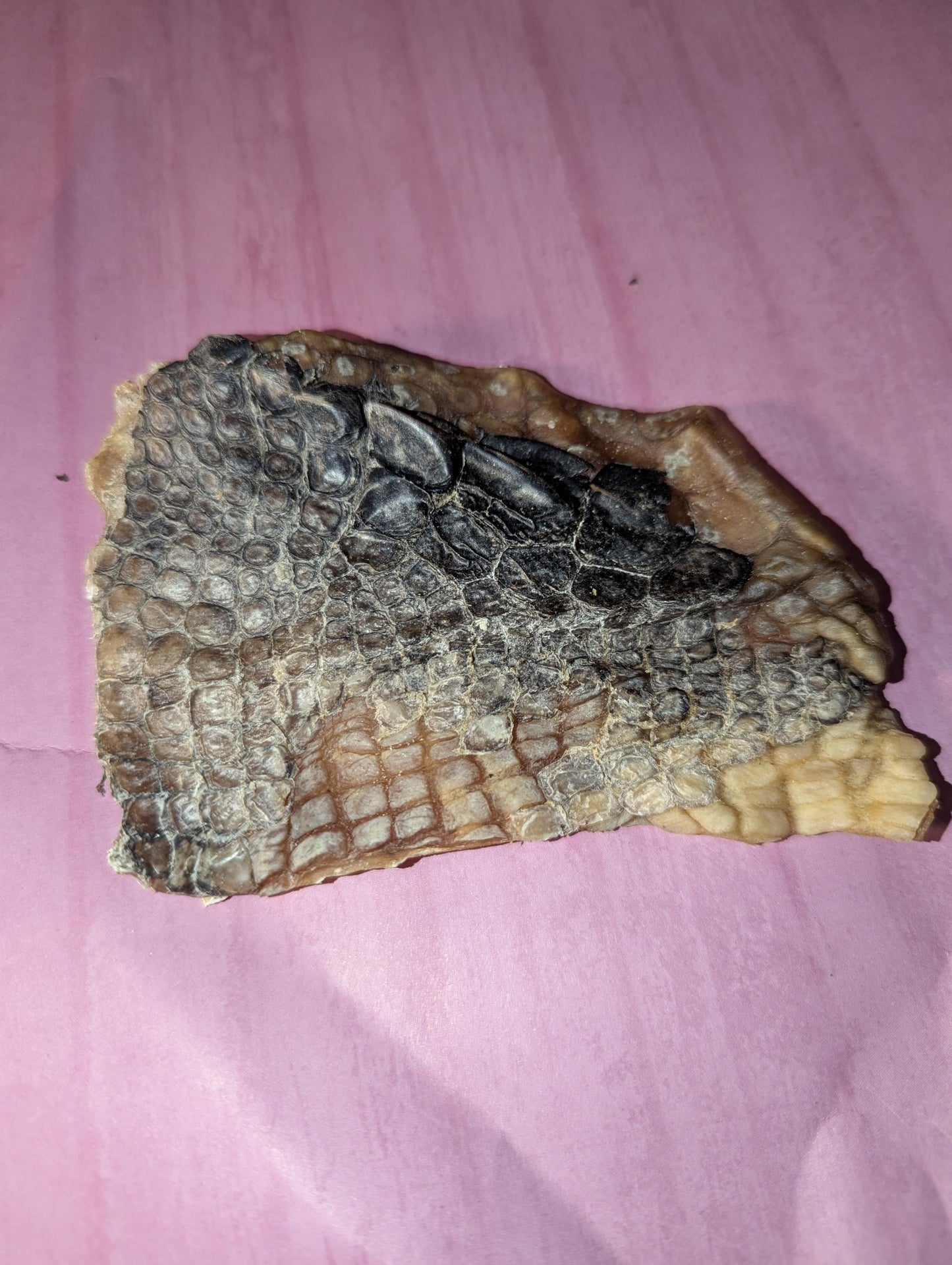 Gator Skin - Hermit Crab Food