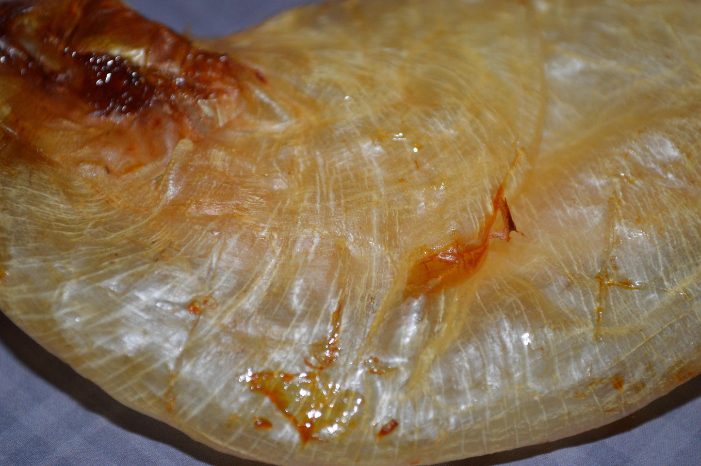 Carp Swim Bladder - Hermit Crab Food