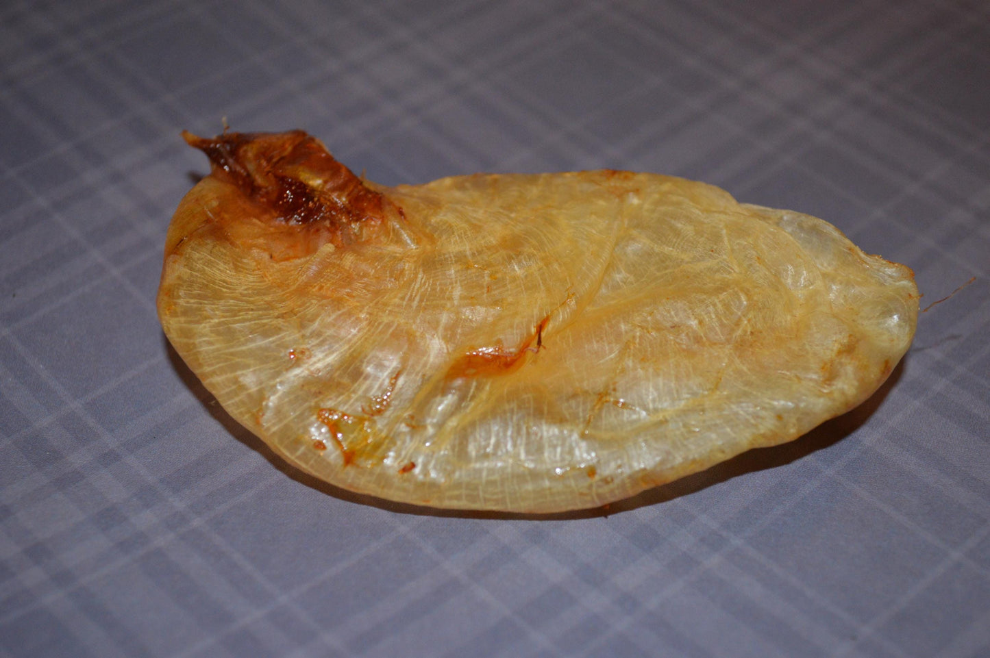 Carp Swim Bladder - Hermit Crab Food