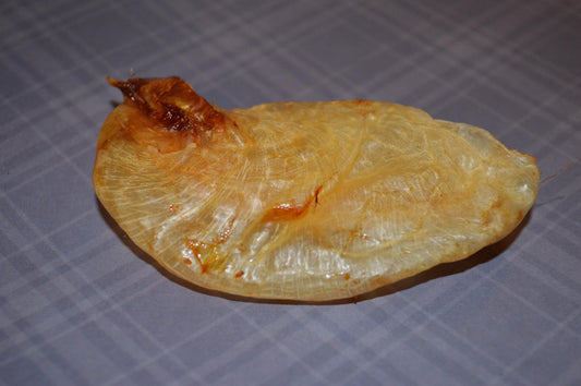 Carp Swim Bladder - Hermit Crab Food