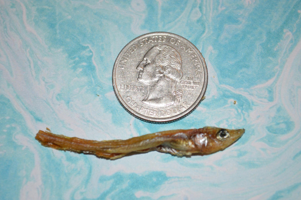 Smelt - Hermit Crab Food