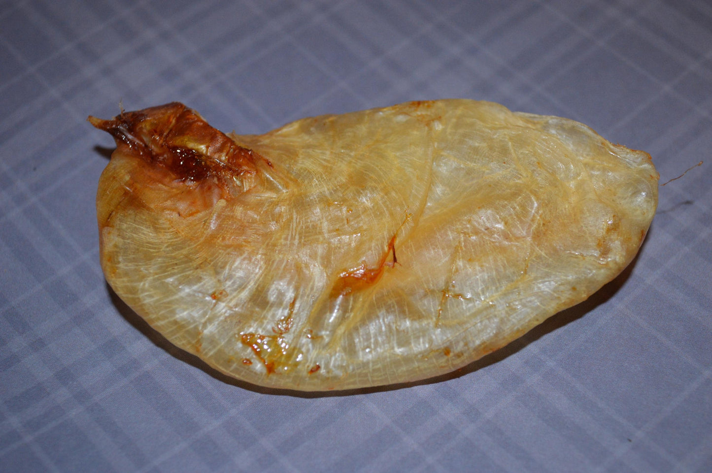 Carp Swim Bladder - Hermit Crab Food