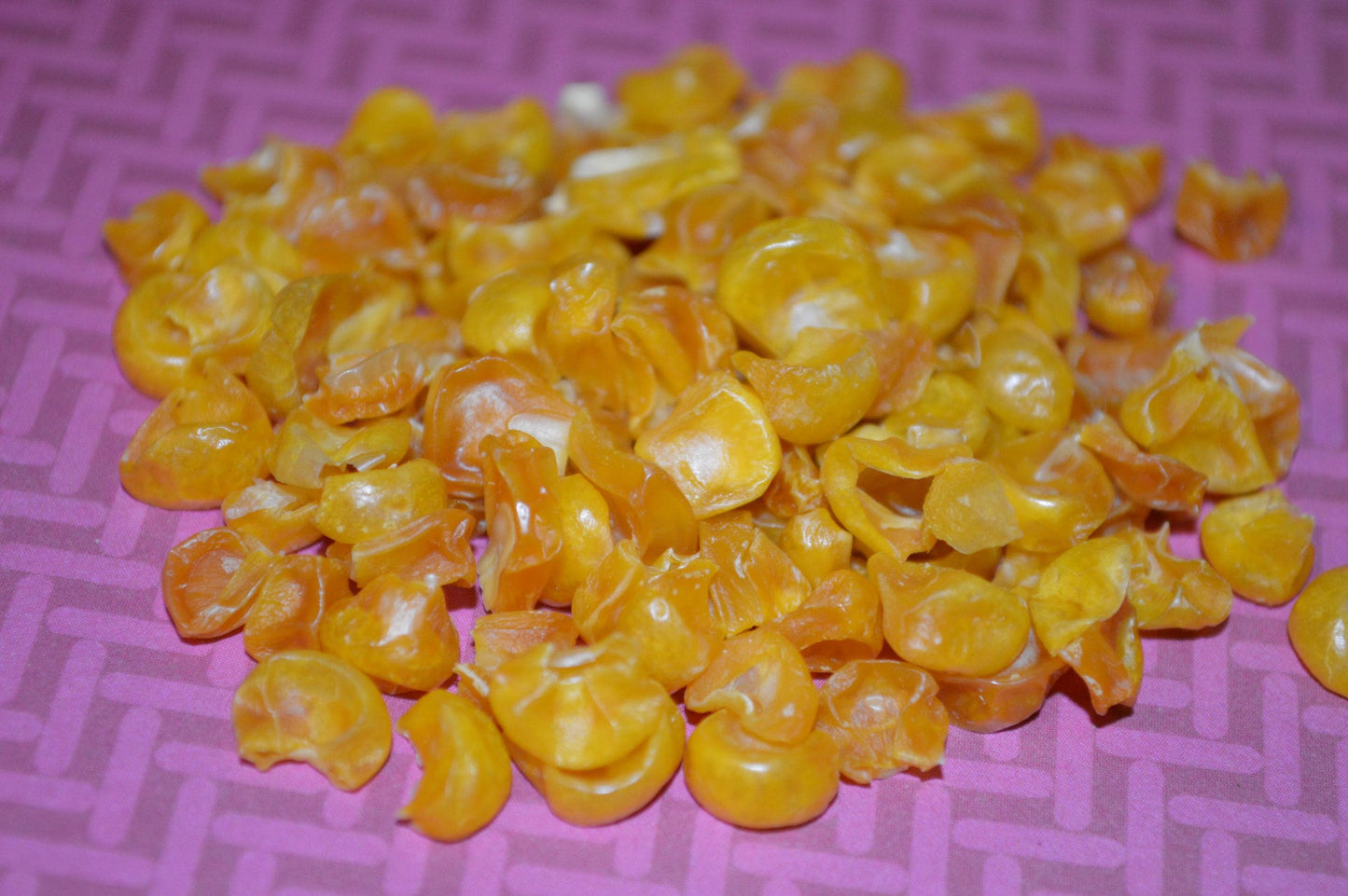 Corn - Hermit Crab Food