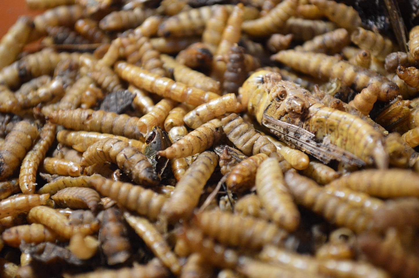 Insect Trail Mix - Hermit Crab Food, Fish Food, Chicken Snack