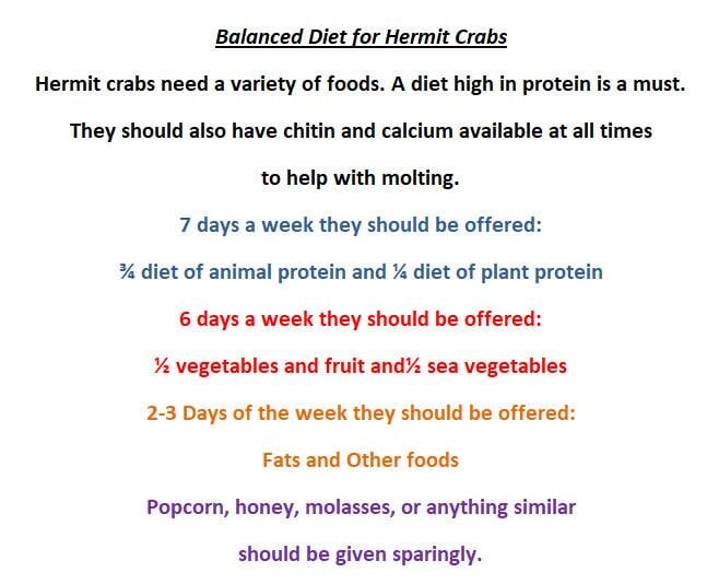 Apple Crumble - Hermit Crab Food