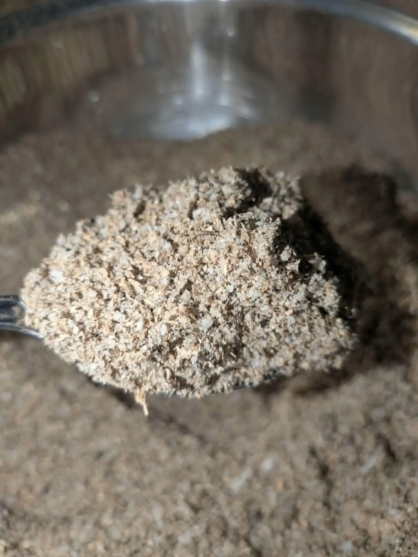 Tropical Fungus - Hermit Crab Food