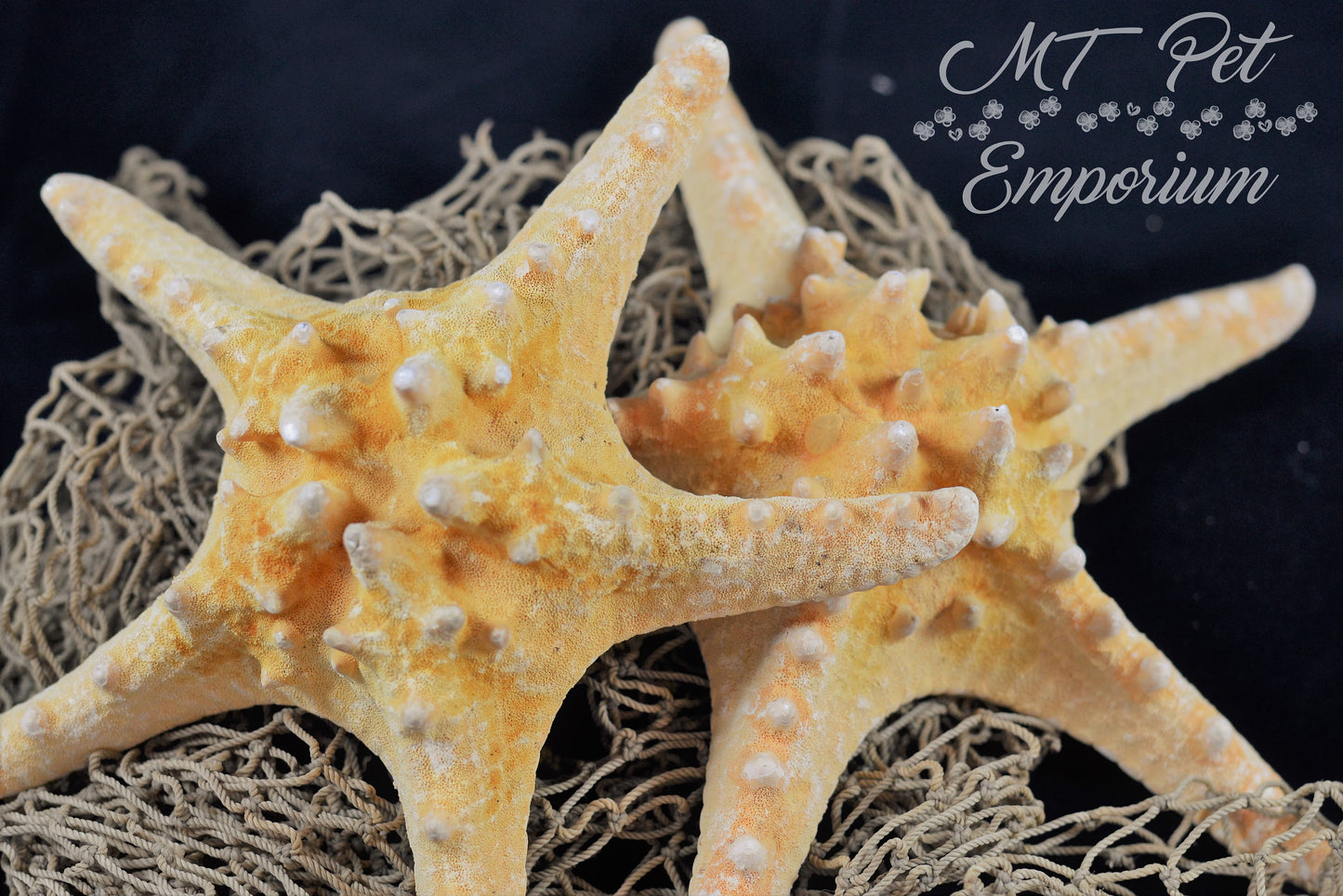Knobby Starfish - Hermit Crab Food, Home Decor