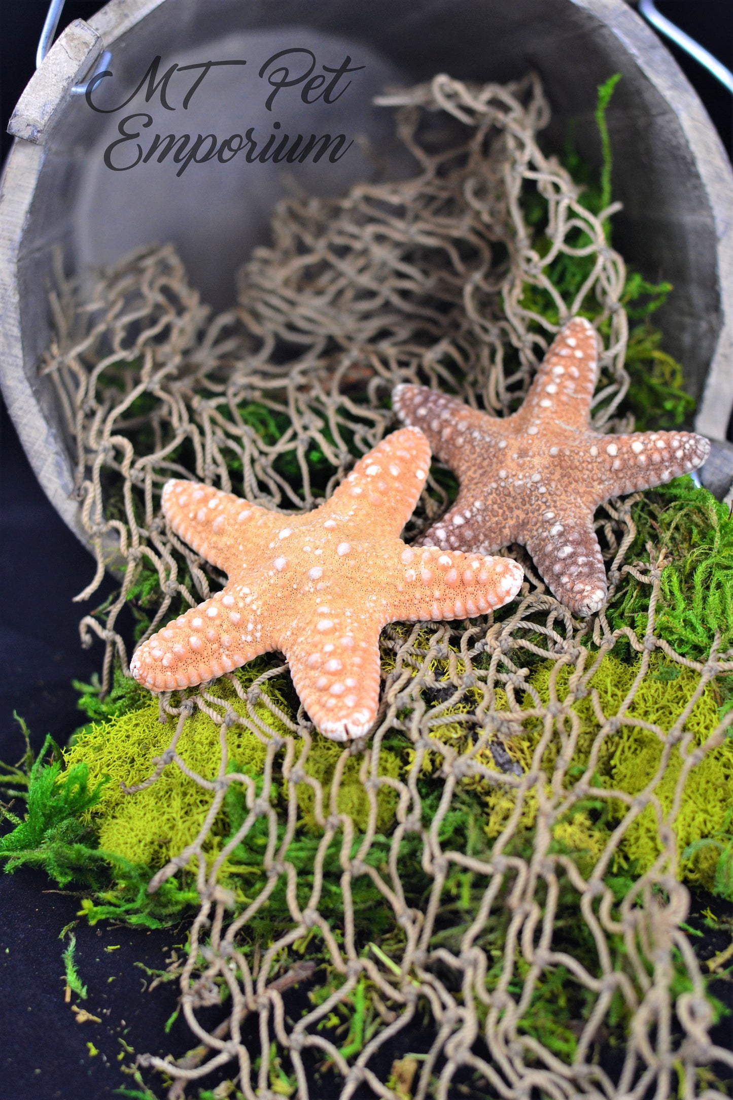 Jungle Starfish - Hermit Crab Food, Home Decor