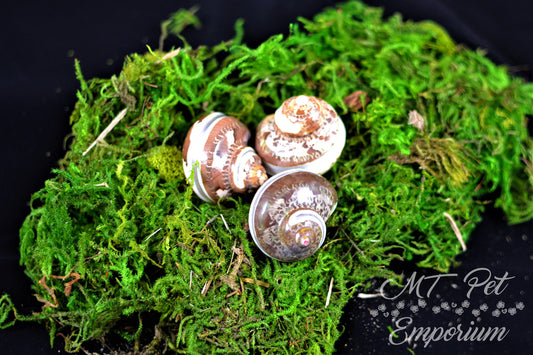 Opening .85" Turbo argyrostoma Banded Hermit Crab Shell