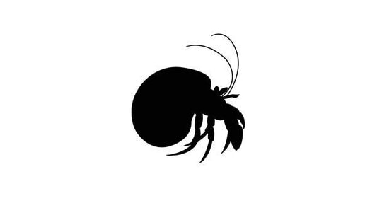 Hermit Crab in Turbo Shell Vinyl Decal Sticker