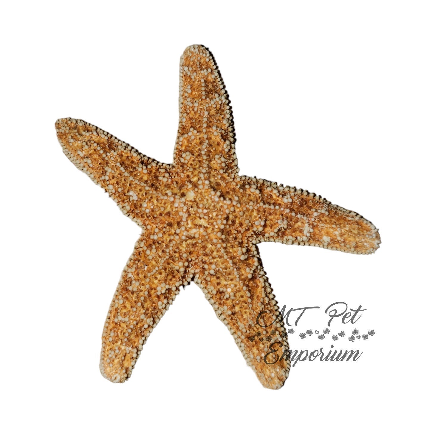 Sugar Starfish