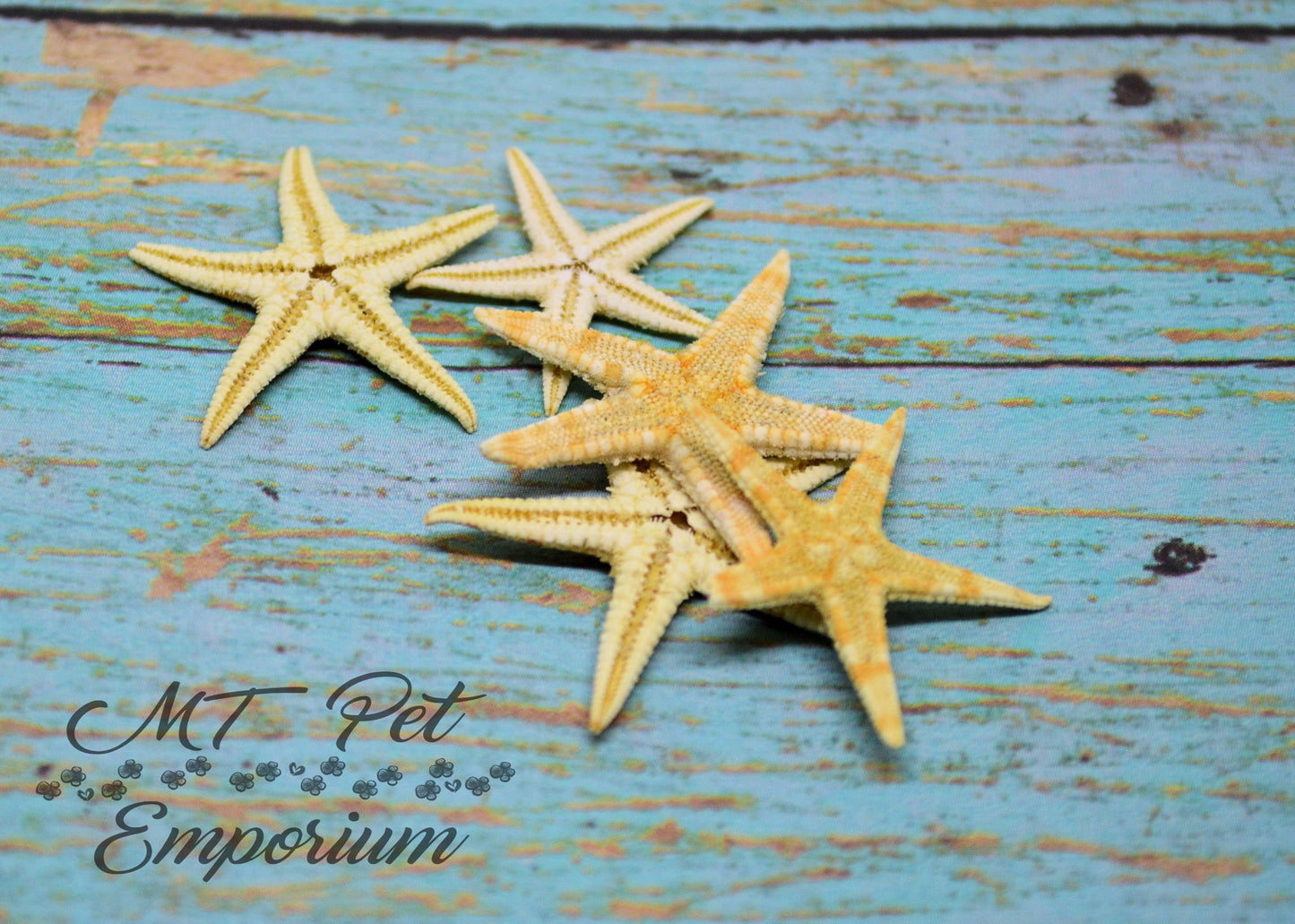 Mini Starfish - Hermit Crab Food