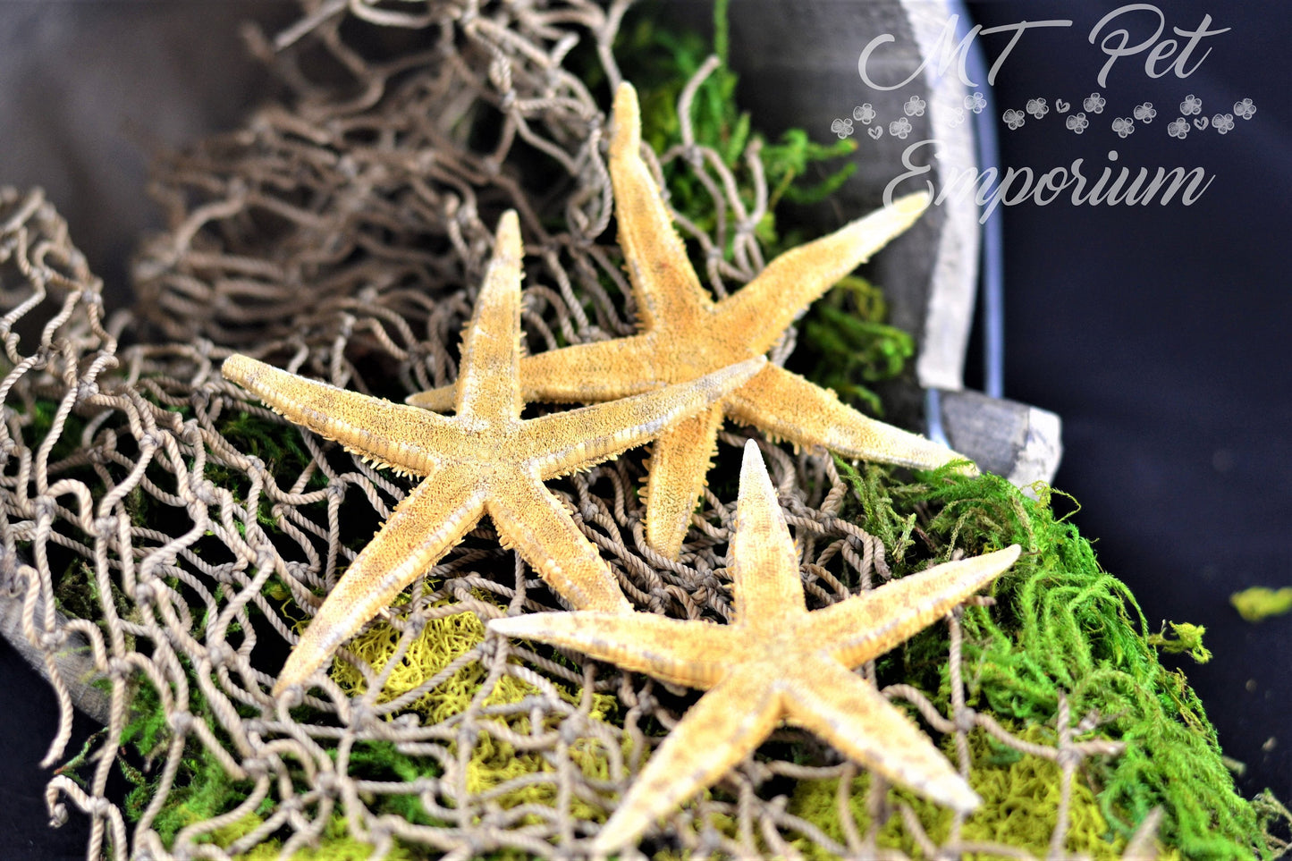 Flat Starfish - Hermit Crab Food, Home Decor