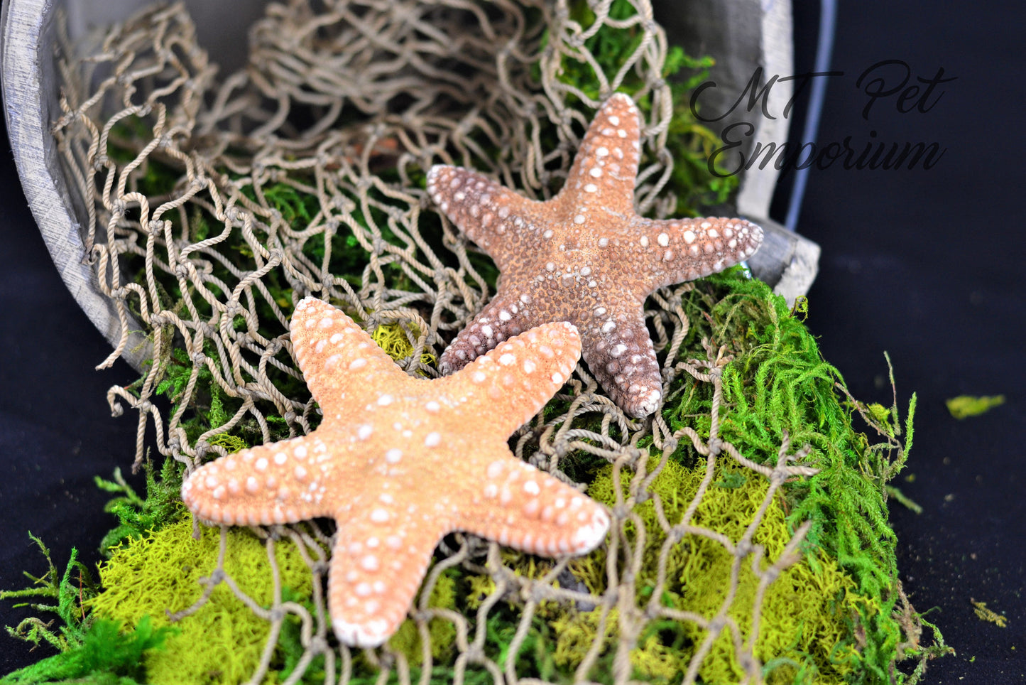 Jungle Starfish - Hermit Crab Food, Home Decor
