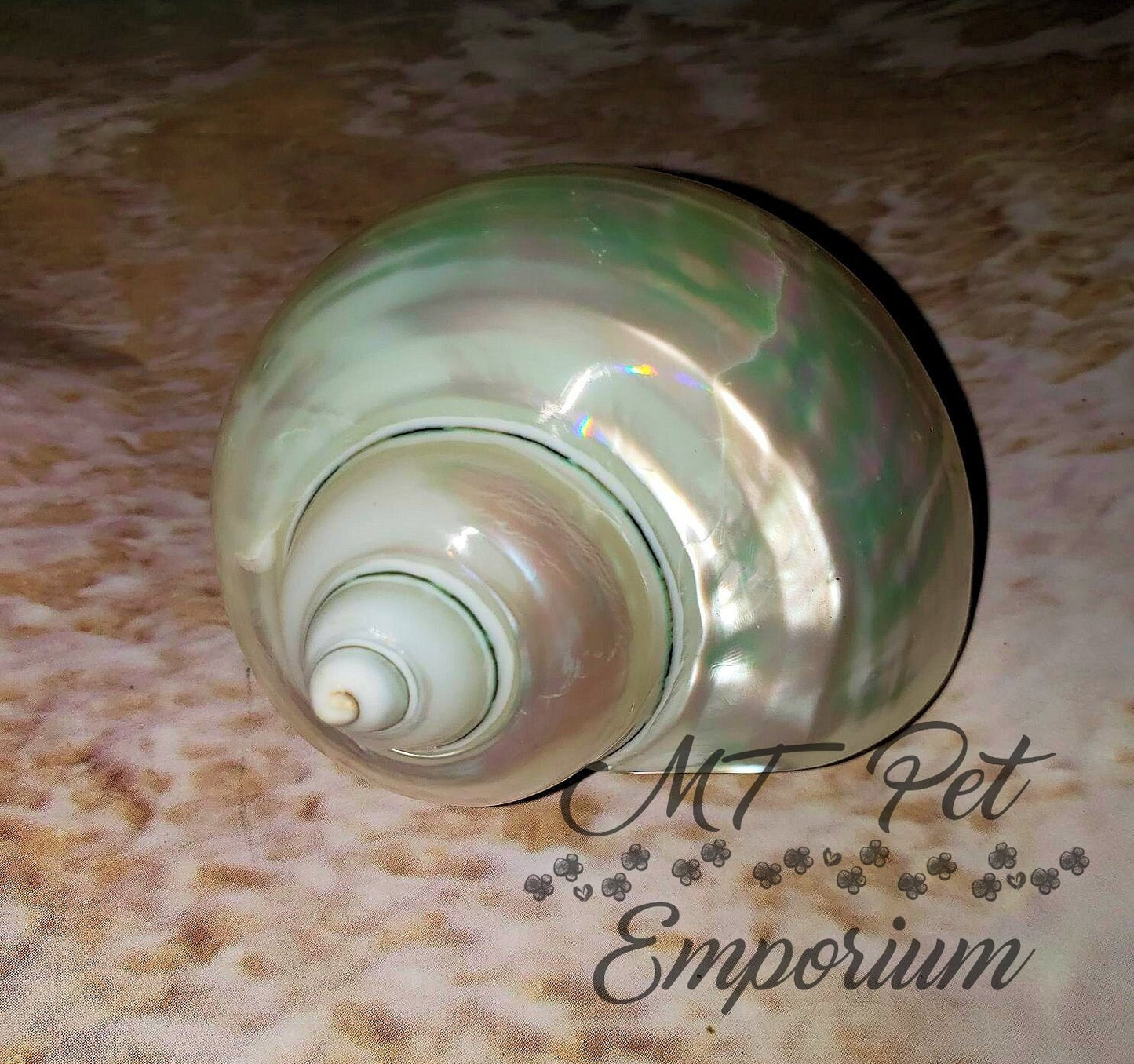 1.65" Opening - Pearl Turbo Hermit Crab Shell