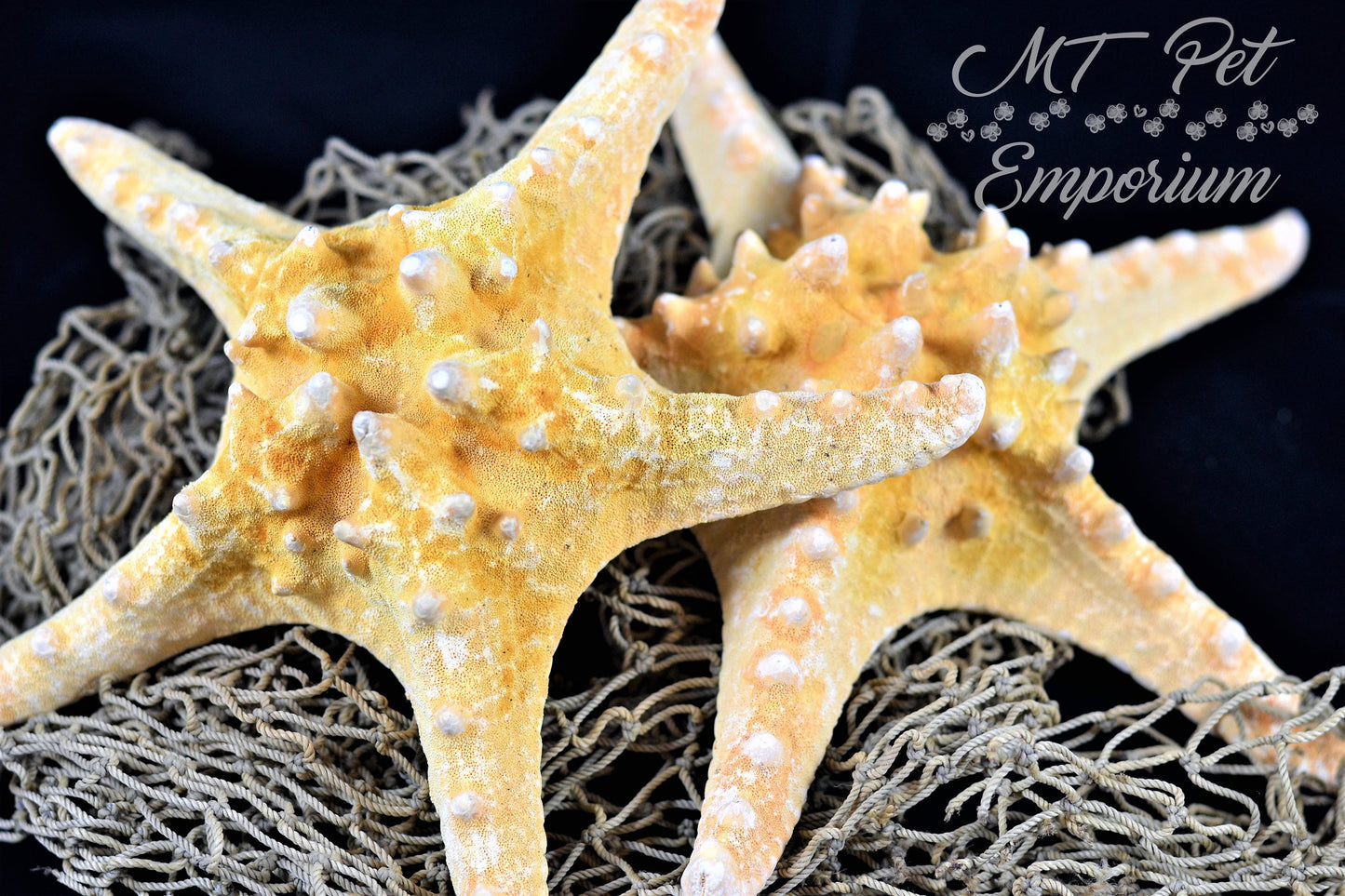 Knobby Starfish - Hermit Crab Food, Home Decor