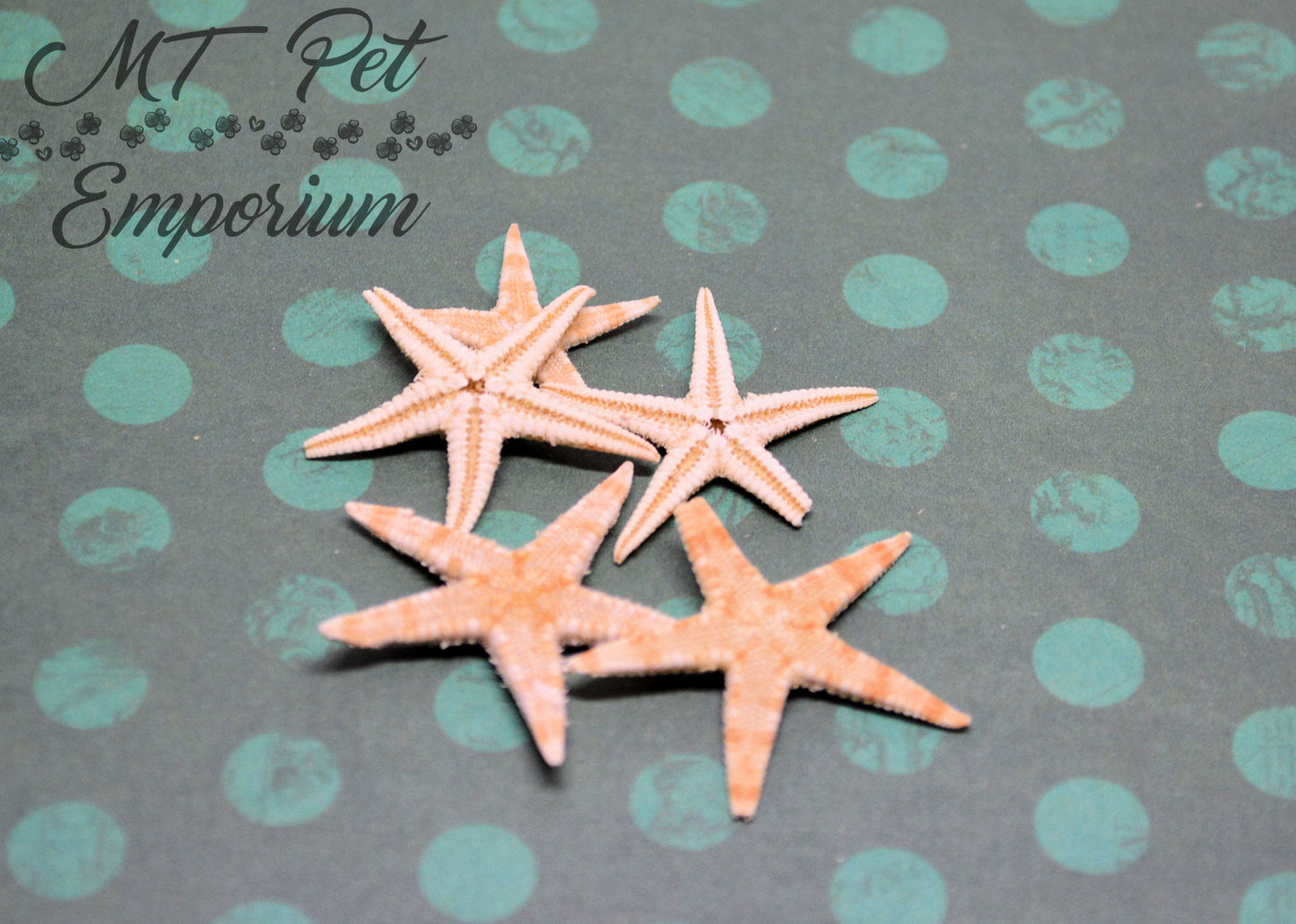 Mini Starfish - Hermit Crab Food