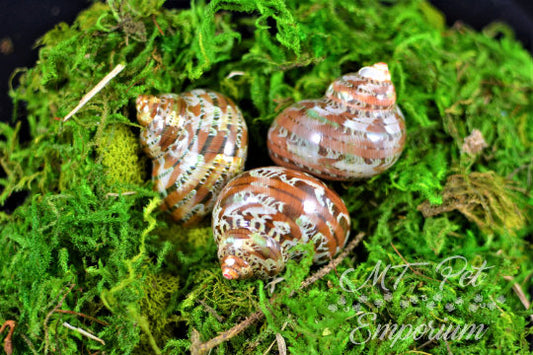 Opening .80" Turbo argyrostoma Hermit Crab Shell