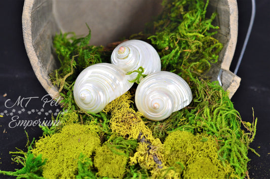 Opening 1.10" - Pearl Turbo Hermit Crab Shell