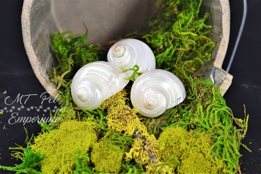 Opening .95" - Pearl Turbo Hermit Crab Shell