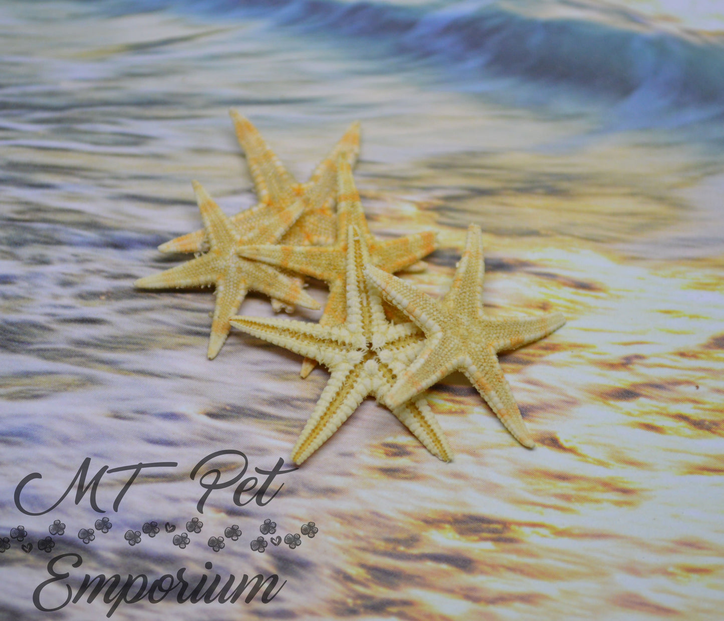 Mini Starfish - Hermit Crab Food