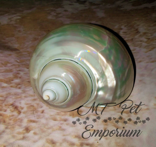 1.55" Opening - Pearl Turbo Hermit Crab Shell