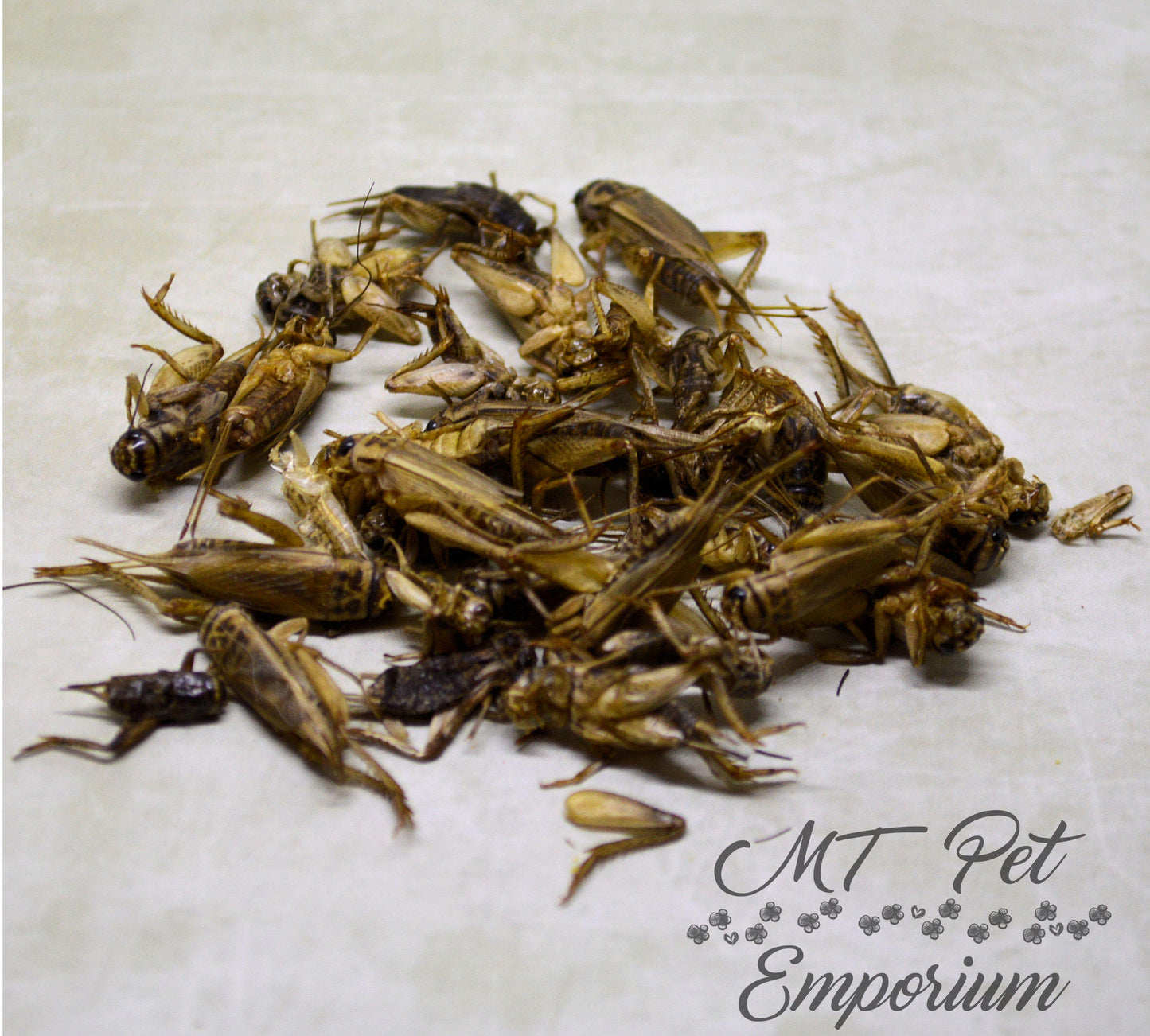 Crickets Whole - Hermit Crab Food